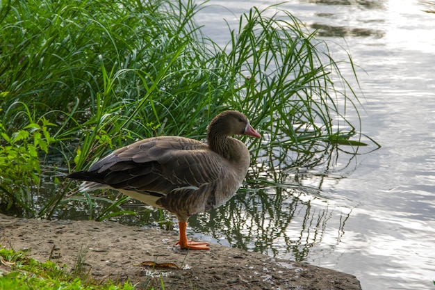 Grijze wilde gans aan de oever van de vijver