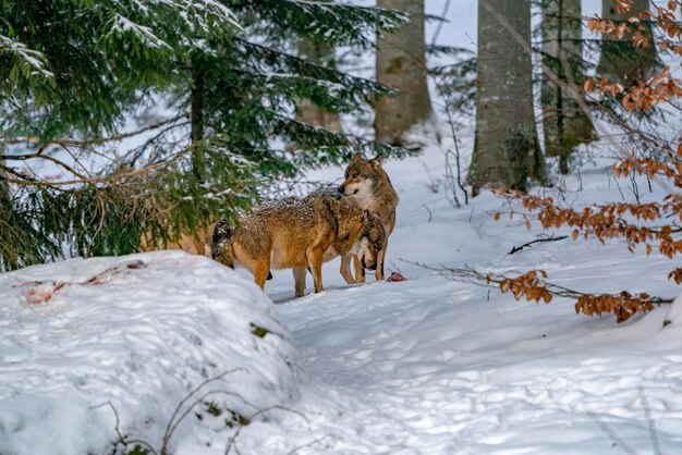 Grijze wolf in de sneeuw