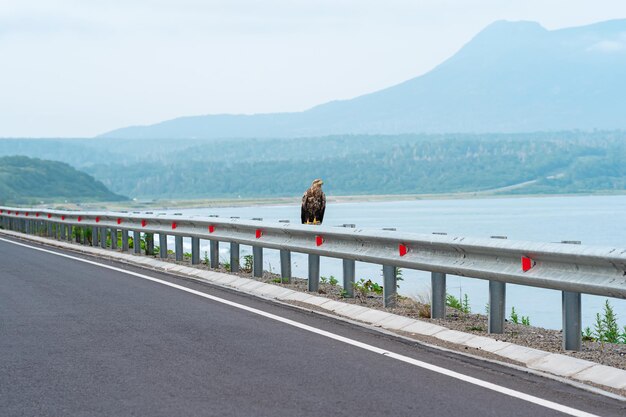 Grijze zeearend zit op een verkeersbarrière aan de rand van een kustweg tegen de achtergrond van een mistige baai Kunashir Island