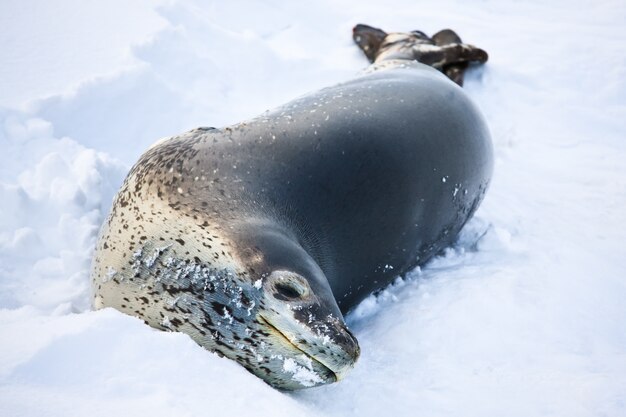 Grijze zeehond in de sneeuw