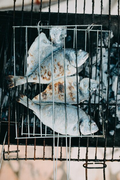 Photo grilled gilt head bream