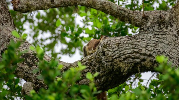 A grizzled giant squirrel was spotted hiding behind the tree trunk in Yala national park