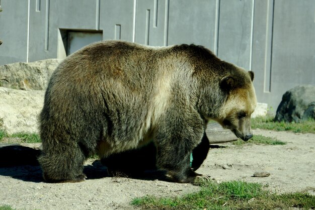 Foto orso grizzly che cammina