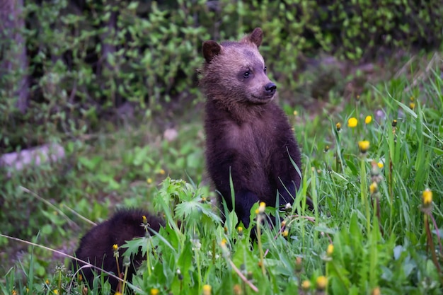 Grizzly Bear cubs in the woods