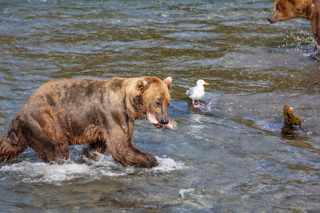 A grizzly bear hunting salmon at Brooks falls. Coastal Brown Grizzly Bears fishing at Katmai National Park, Alaska. Summer season. Natural wildlife theme.