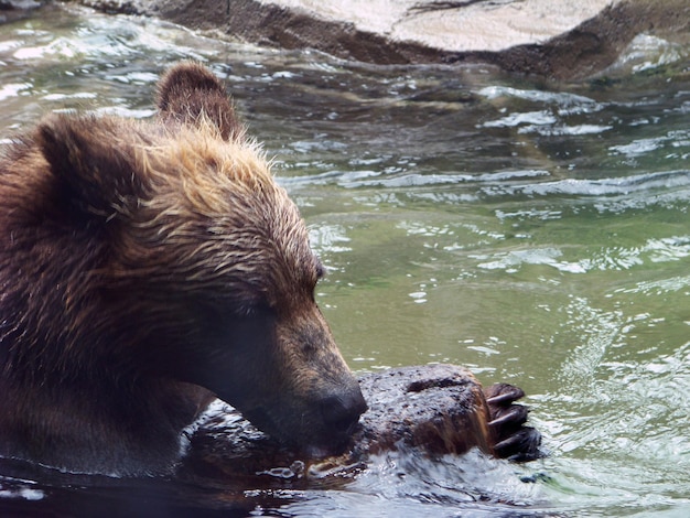 Фото Медведь-гризли в пруду в зоопарке