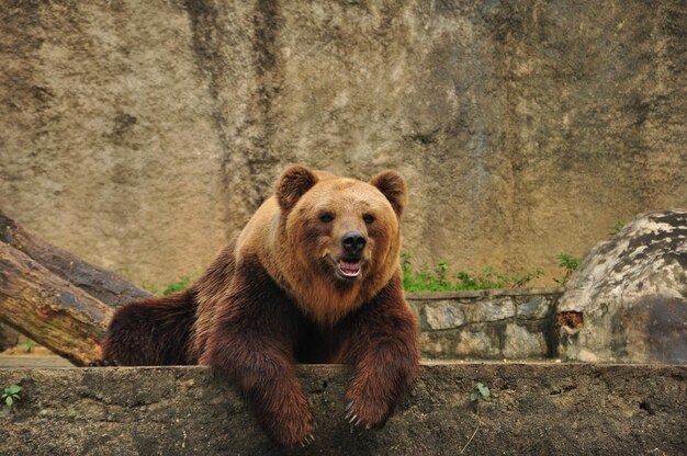 Foto orso grizzly che si rilassa allo zoo