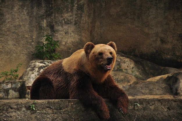 動物園の岩の上に休んでいるグリズリークマ