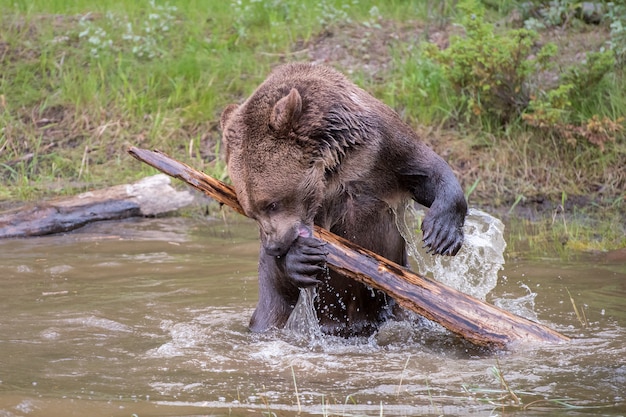 Orso grizzly toosing intorno a un registro e spruzzi in acqua