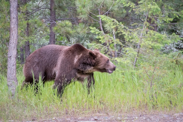 Grizzly Bear Walking through Long Grass