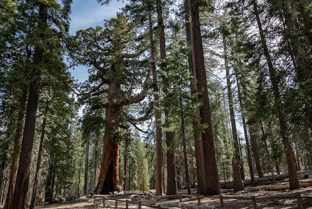 Grizzly Giant Yosemite NP