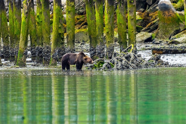 Foto grizzly nell'acqua