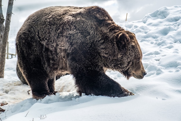 Grizzlybeer in de sneeuw