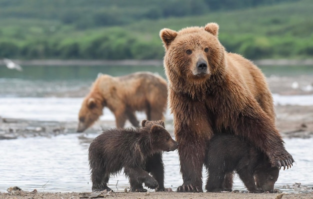 Grizzlybeerfamilie aan de oever van een meer