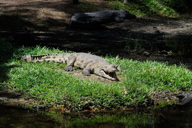 Grocrocodile in the national park of Kenya