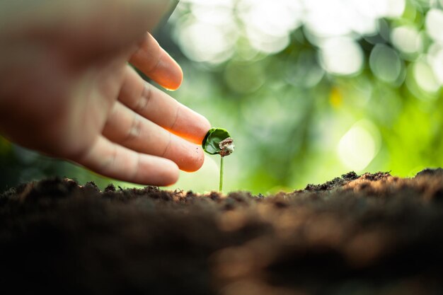 Groei Bomen concept Koffieboon zaailingen natuur achtergrondkoffie boom