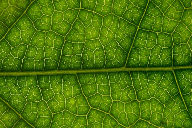 Foto groei getextureerde leven lente plant tuin