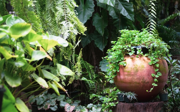 Foto groei van verse munt in rode klei pot decoratie in tropische tuin.