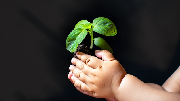 Groei vieren boeiende foto van handen die een jonge groene plant vasthouden omarm de schoonheid