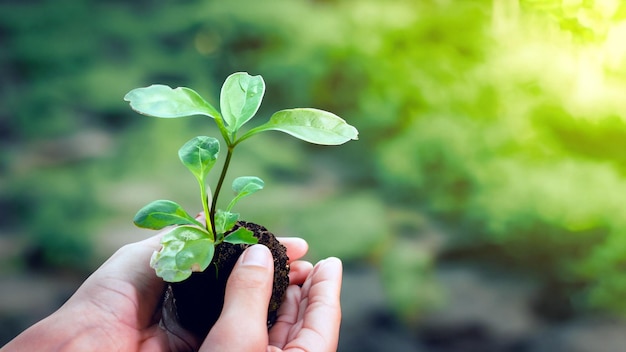 Groei vieren boeiende foto van handen die een jonge groene plant vasthouden omarm de schoonheid