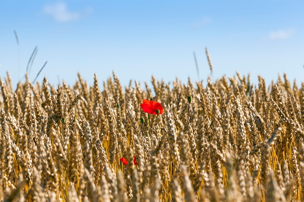 Groeien op een rijp tarweveld rode papaver bloemen op een zomerdag, close-up