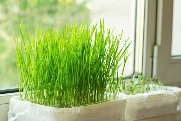 Groeien van microgroen op de vensterbank. Voedseltrend. Gezond eten. Bron van vitamines