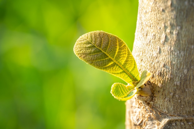 Groeiend groen blad op stamboom