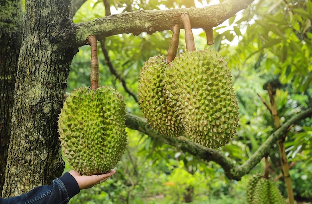 Groeiend groen durian fruit dat aan een boom hangt in de landbouwboerderij van de lokale fruitboerderij