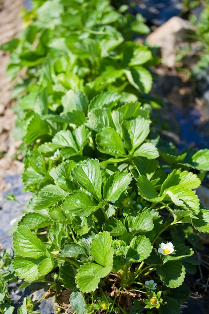 Groeiend veld van aardbeien