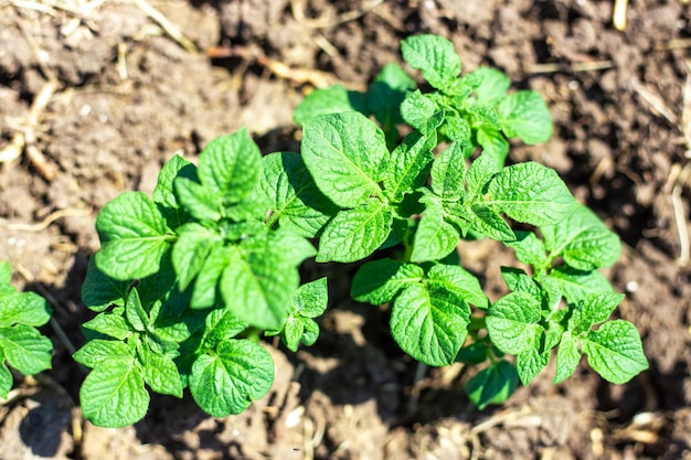 Groeiende aardappelstruik in het veld. In de zomer groenten kweken in je tuin.