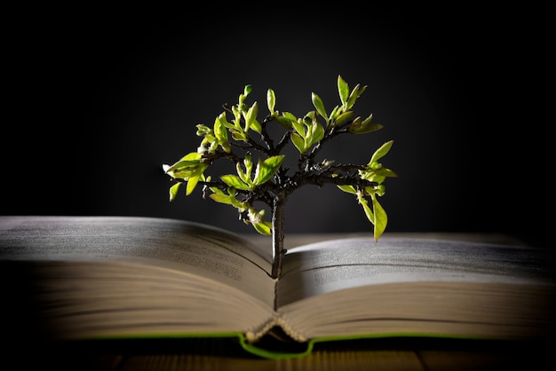 Groeiende boom met groene bladeren uit een open boek