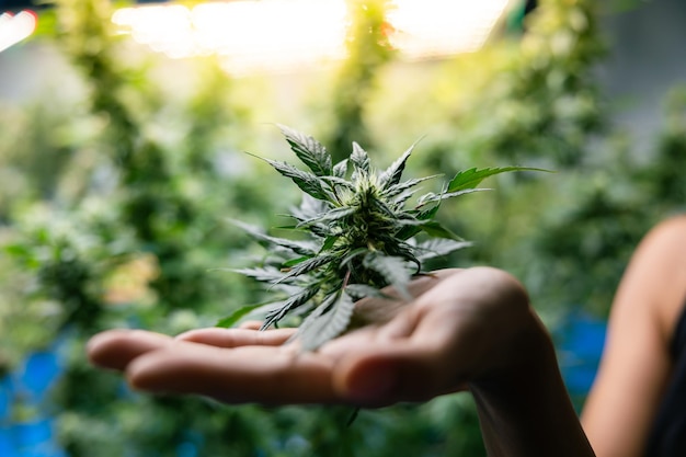 Groeiende cannabis banner achtergrond Close-up marihuana groene bladeren met witte gele en bruine stigma's trichomen bij de hand binnenteelt Indoor kas