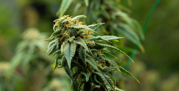 Groeiende cannabis banner achtergrond Close-up marihuana groene bladeren met witte gele en bruine stigma's trichomen binnenkweek Indoor kas