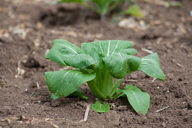 Groeiende Chinese boerenkoolgroente of Chinese broccoliplanten Het is een groen gewas dat op de grond groeit, rijk aan vitamine A en C en rijk aan calcium