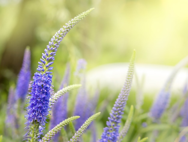 Groeiende ereprijsbloemen in de achtertuin, levendige meerjarige veronica-bloemen, horizontale bloemenachtergrond