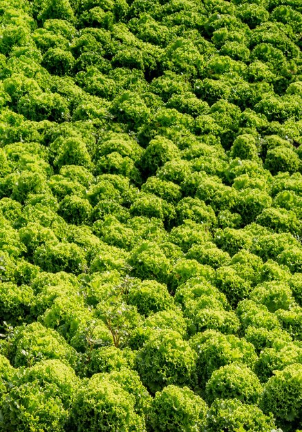 Groeiende gekiemde landbouwgewassen in het voorjaarsveld