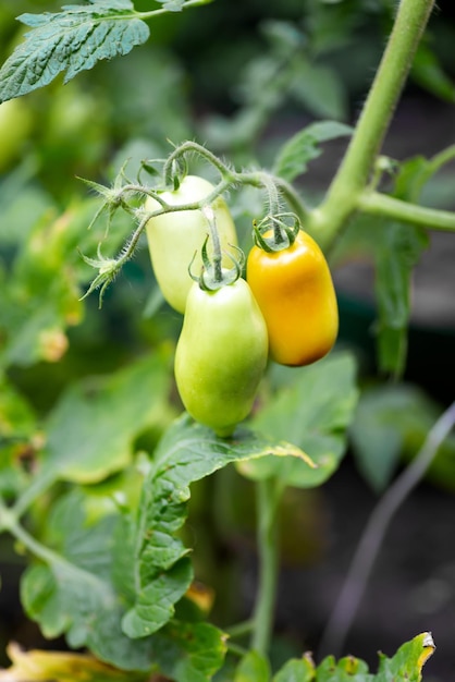 Groeiende gele pruimvormige tomaat bloeiende rijping van tomaten