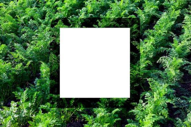 Groeiende groene dille mockup frame kopie ruimte gezonde voeding 3d render