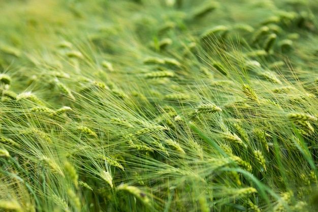 Groeiende groene gerst op de boerderij. Grondstoffen voor meel en bier