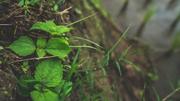 Groeiende groene klimop boom