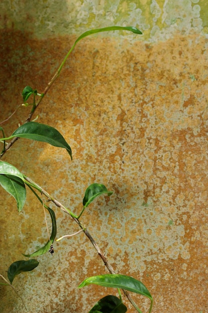 Groeiende groene plant en een muur