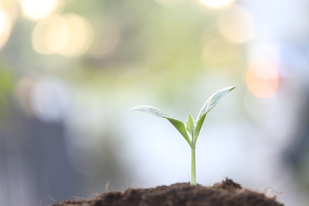 Groeiende groene plant met bruin vuil en bokeh achtergrond