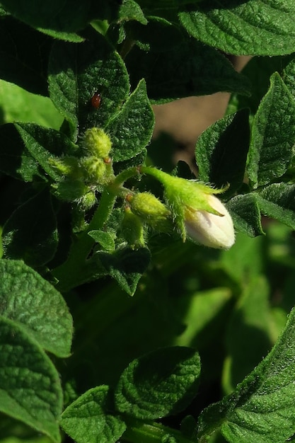 groeiende jonge aardappelstruik met kleine bloemknoppen