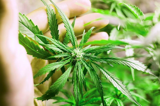 Groeiende jonge cannabisplant