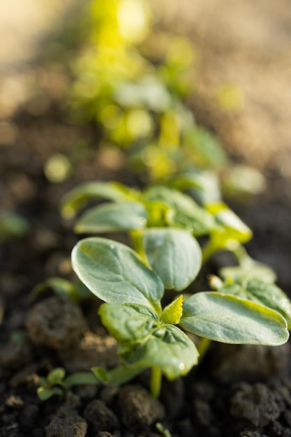 Groeiende jonge plant in tuin en ochtendlicht