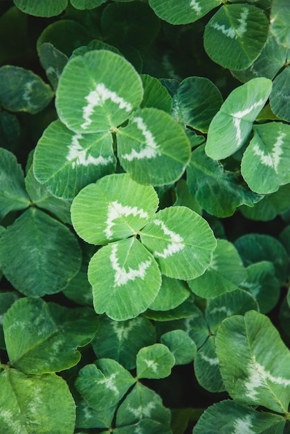 Groeiende klaver voor ruwvoer witte voederklaver Trifolium repens geteeld op het veld close-up