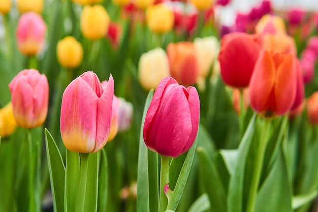 Groeiende levendige roze en paarse tulpen close-up met onscherpe achtergrond