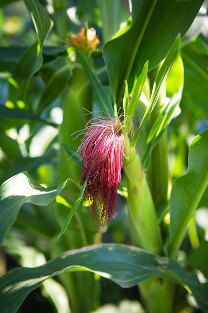 Groeiende maïs groeiende cornstalk met roze haar Landbouw oogst jonge maïs Close-up