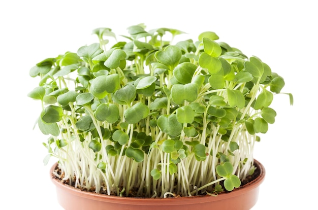 Groeiende micro greens aragula spruiten geïsoleerd op een witte achtergrond met uitknippad