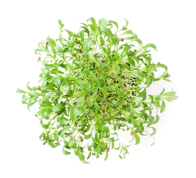 Groeiende micro greens koriander spruiten geïsoleerd op witte achtergrond